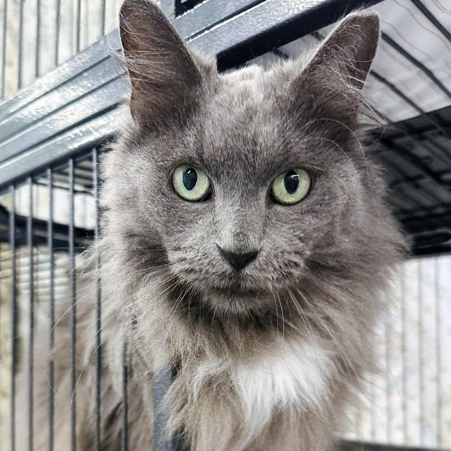 Harpurr Lee, ADOPTABLE, Adult Female Domestic Long Hair.