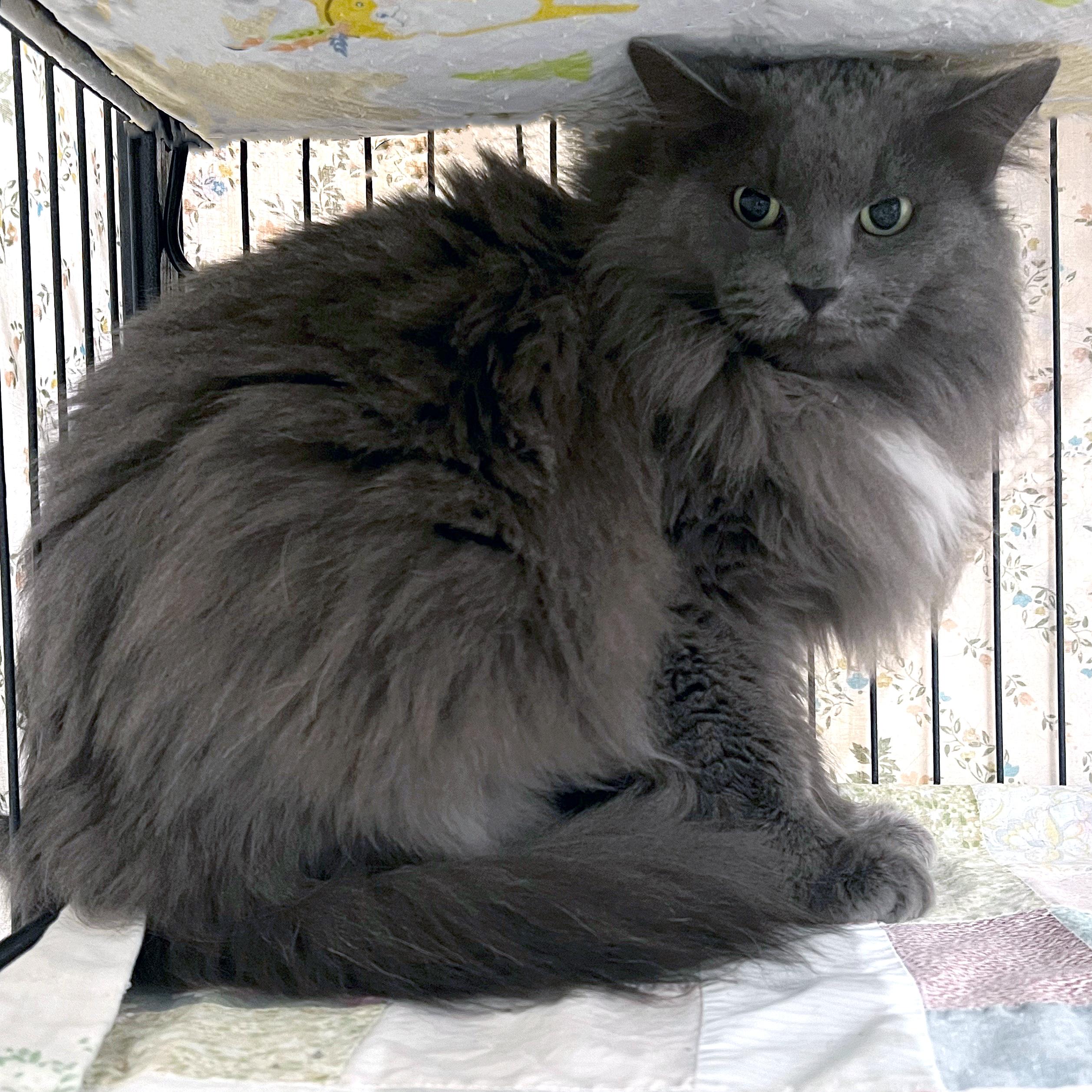 Harpurr Lee, a ADOPTABLE Domestic Long Hair in St. Louis, MO image 2/2