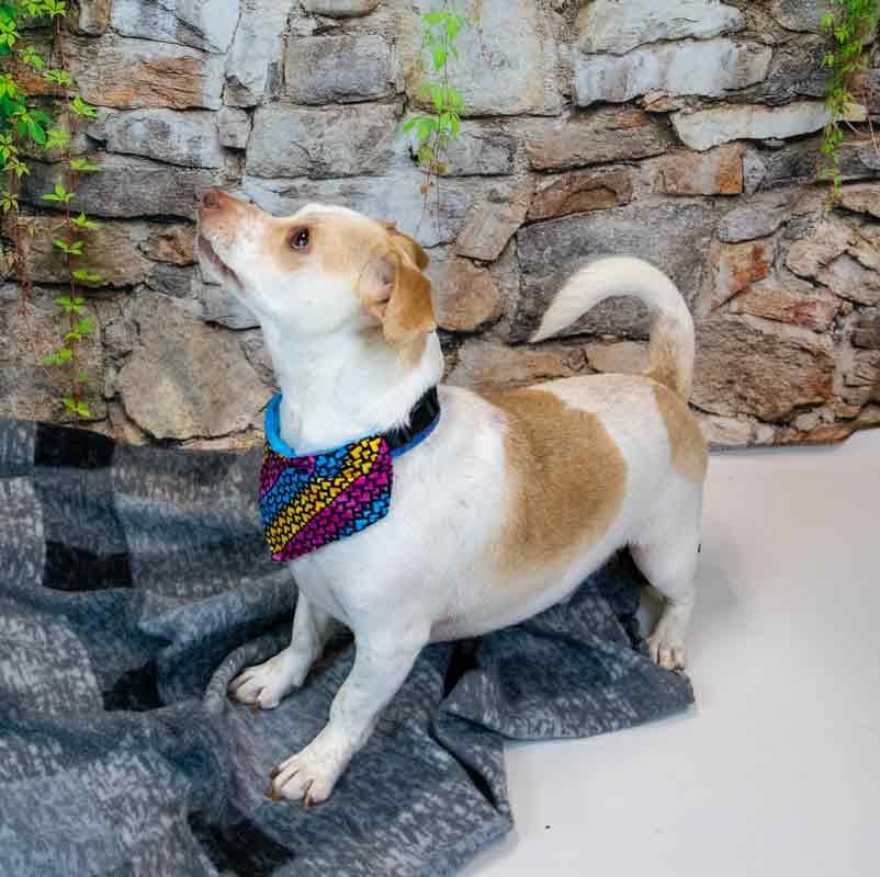 Enlarge Ronan, an adopted mixed breed in Kennesaw, GA image 3/6