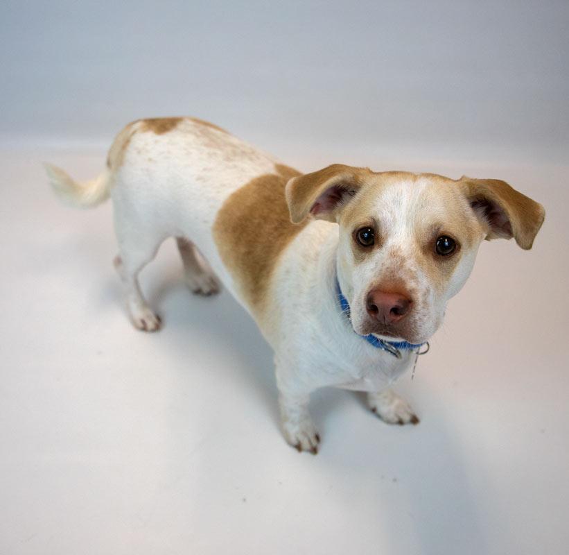 Enlarge Ronan, an adopted mixed breed in Kennesaw, GA image 4/6