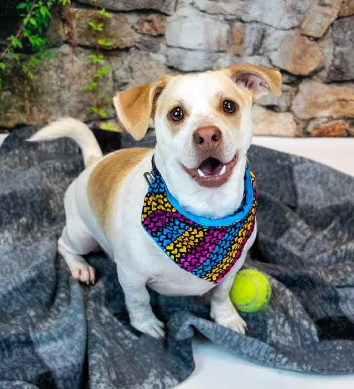 Enlarge Ronan, an adopted mixed breed in Kennesaw, GA image 6/6