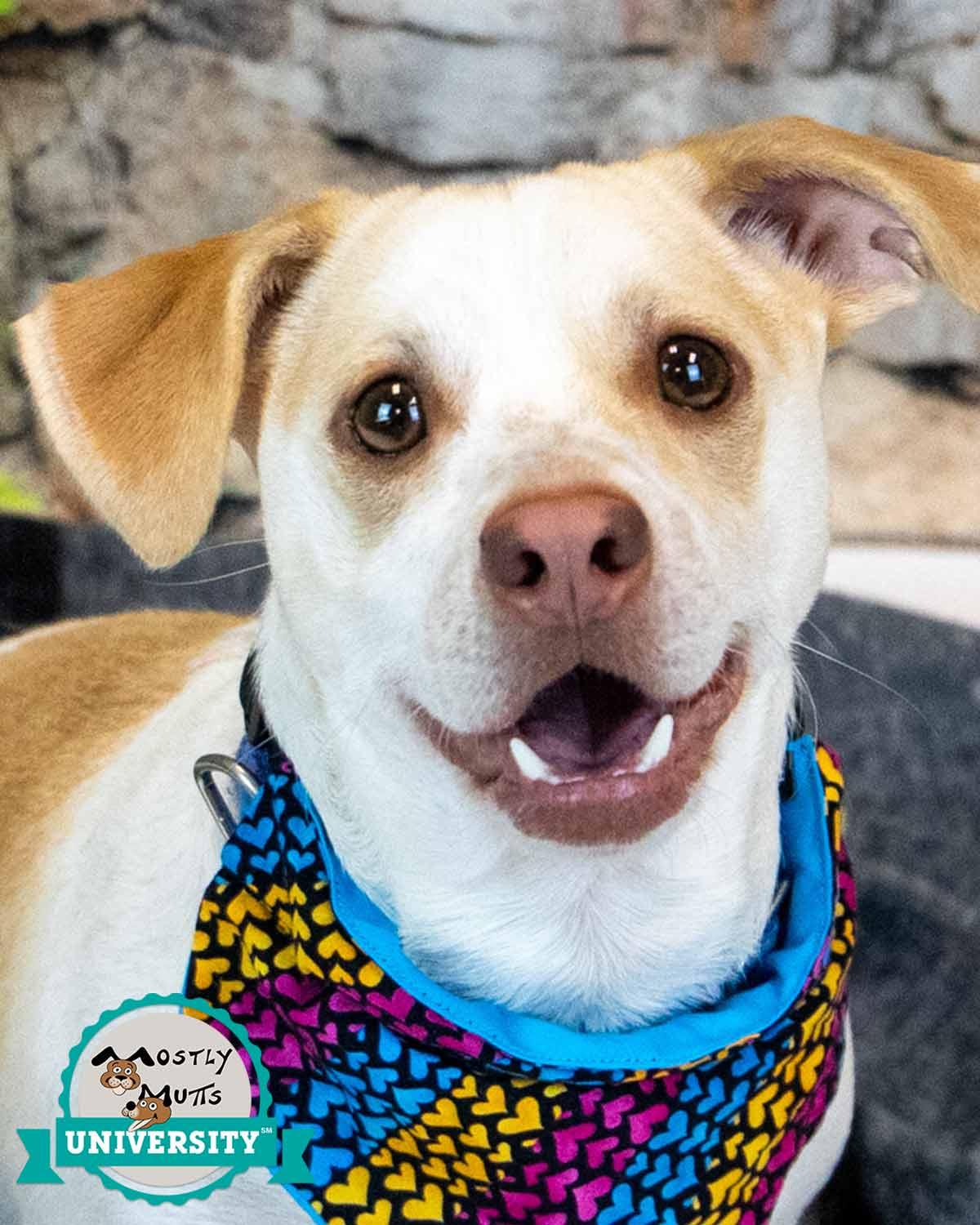 Enlarge Ronan, an adopted mixed breed in Kennesaw, GA image 1/6