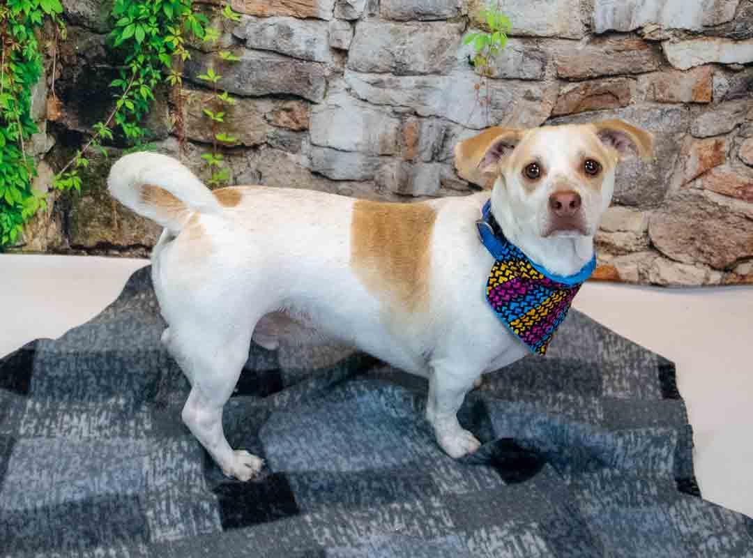 Enlarge Ronan, an adopted mixed breed in Kennesaw, GA image 5/6