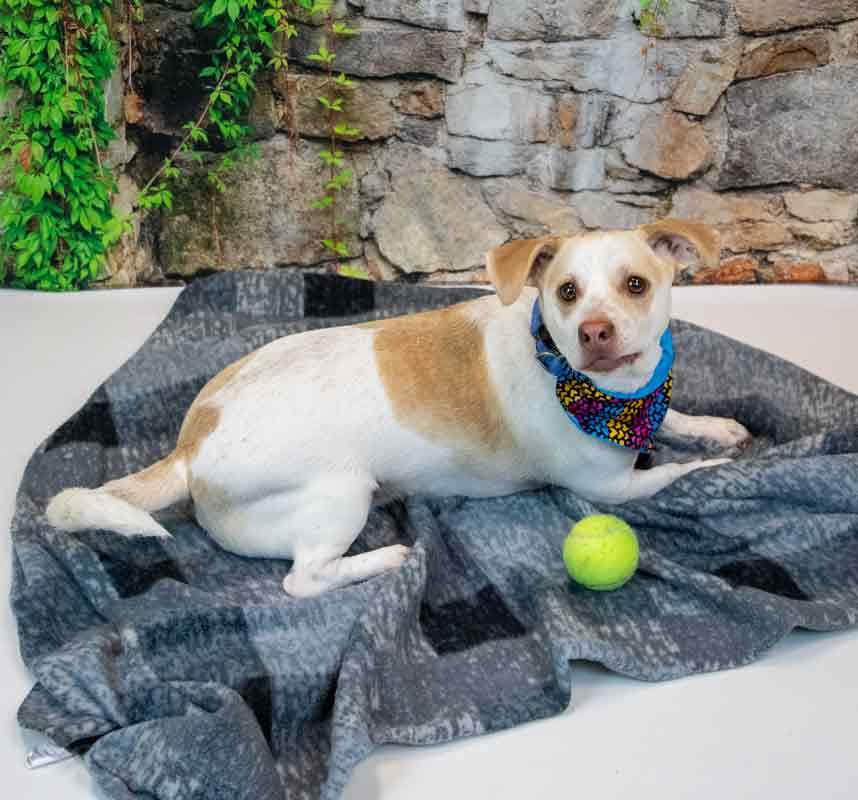 Enlarge Ronan, an adopted mixed breed in Kennesaw, GA image 2/6