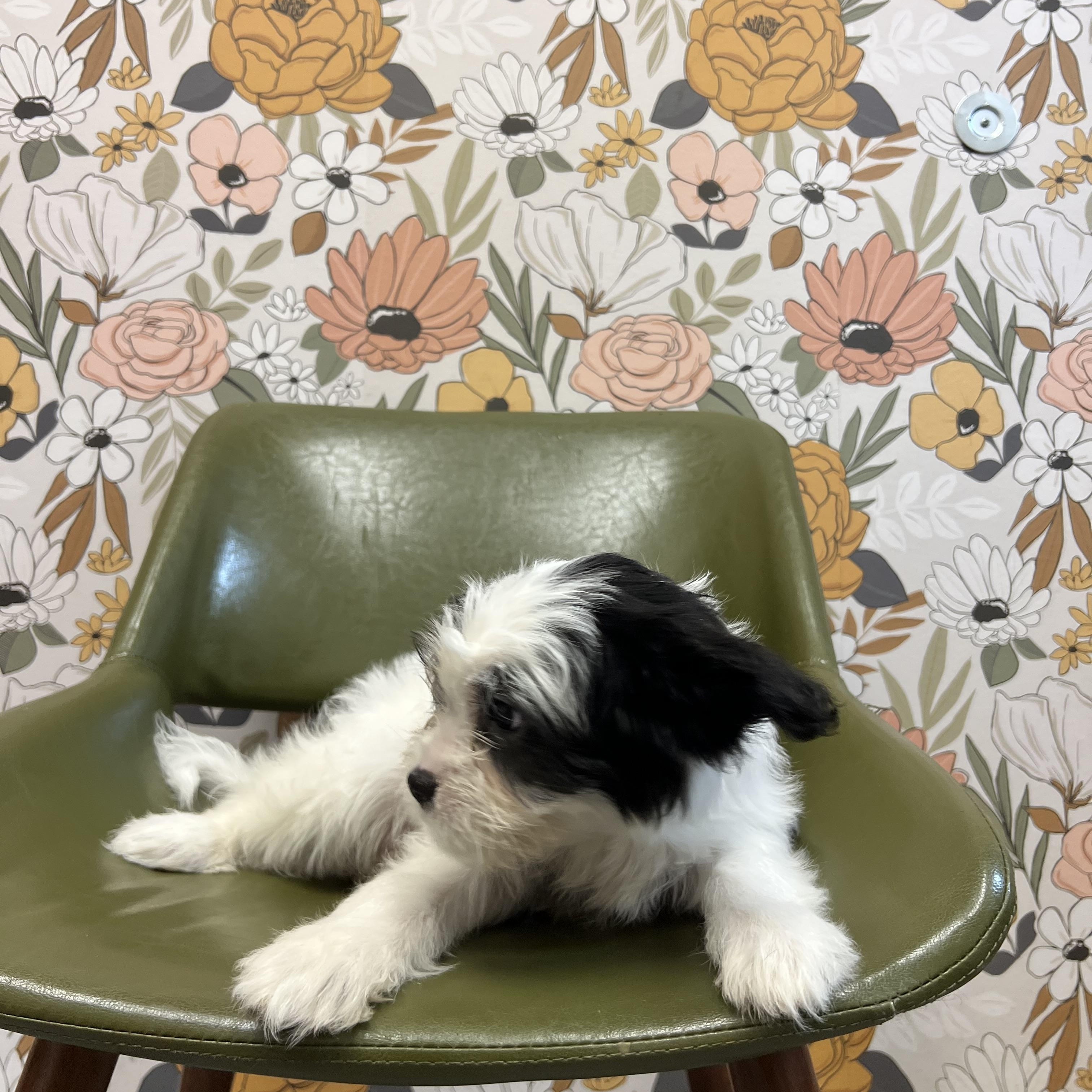 Enlarge Hattie, an adopted mixed breed in Pflugerville, TX image 3/6