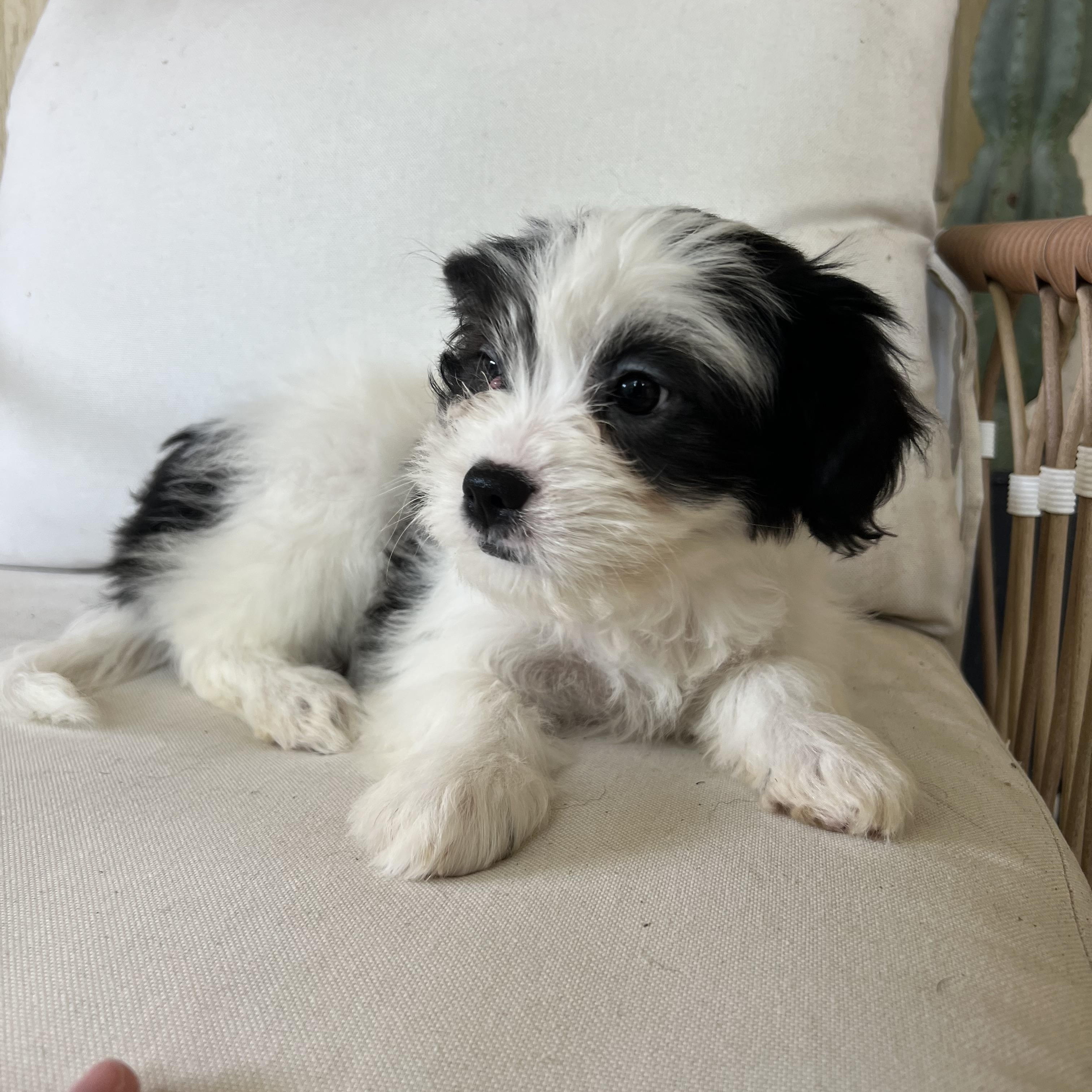Enlarge Hattie, an adopted mixed breed in Pflugerville, TX image 2/6