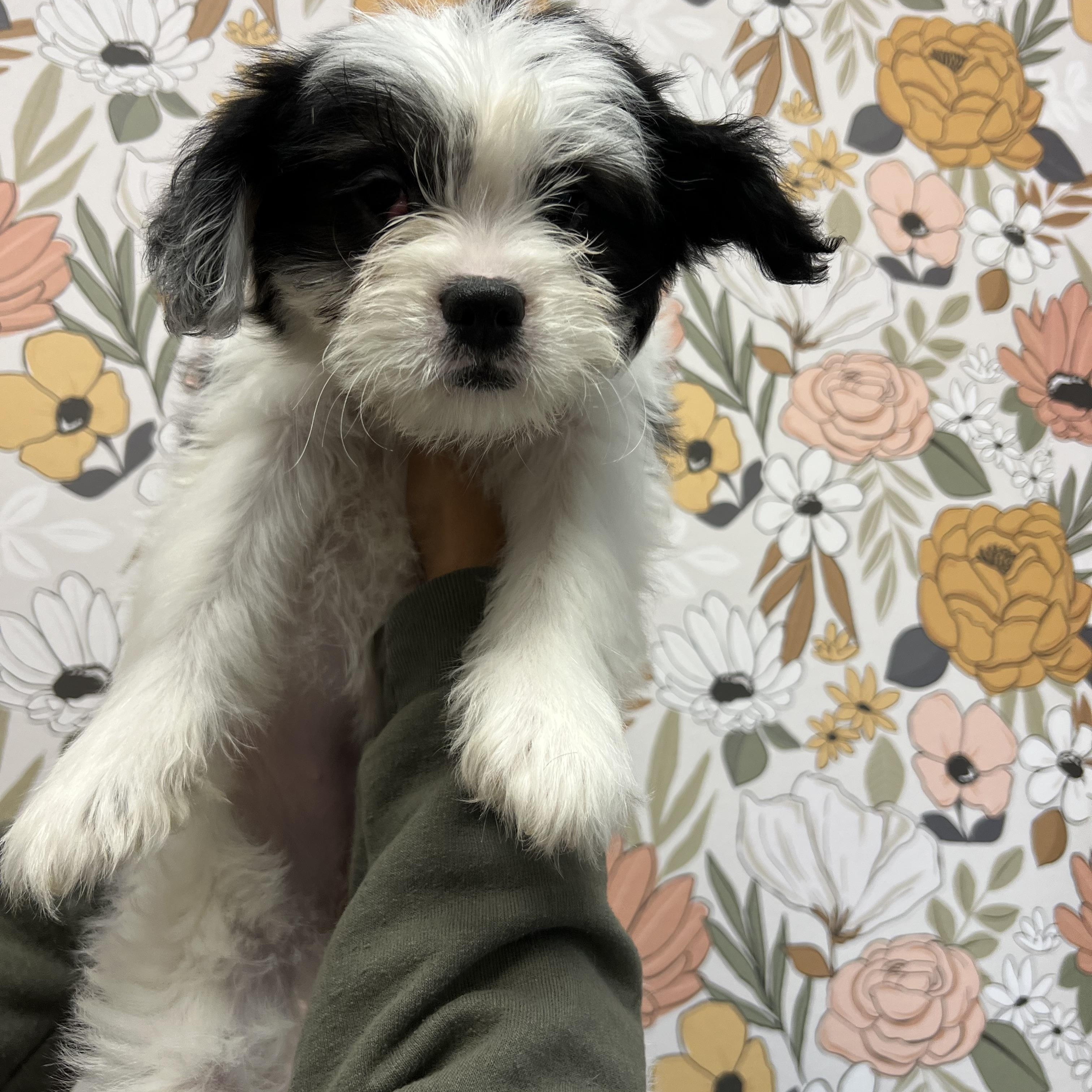 Enlarge Hattie, an adopted mixed breed in Pflugerville, TX image 4/6