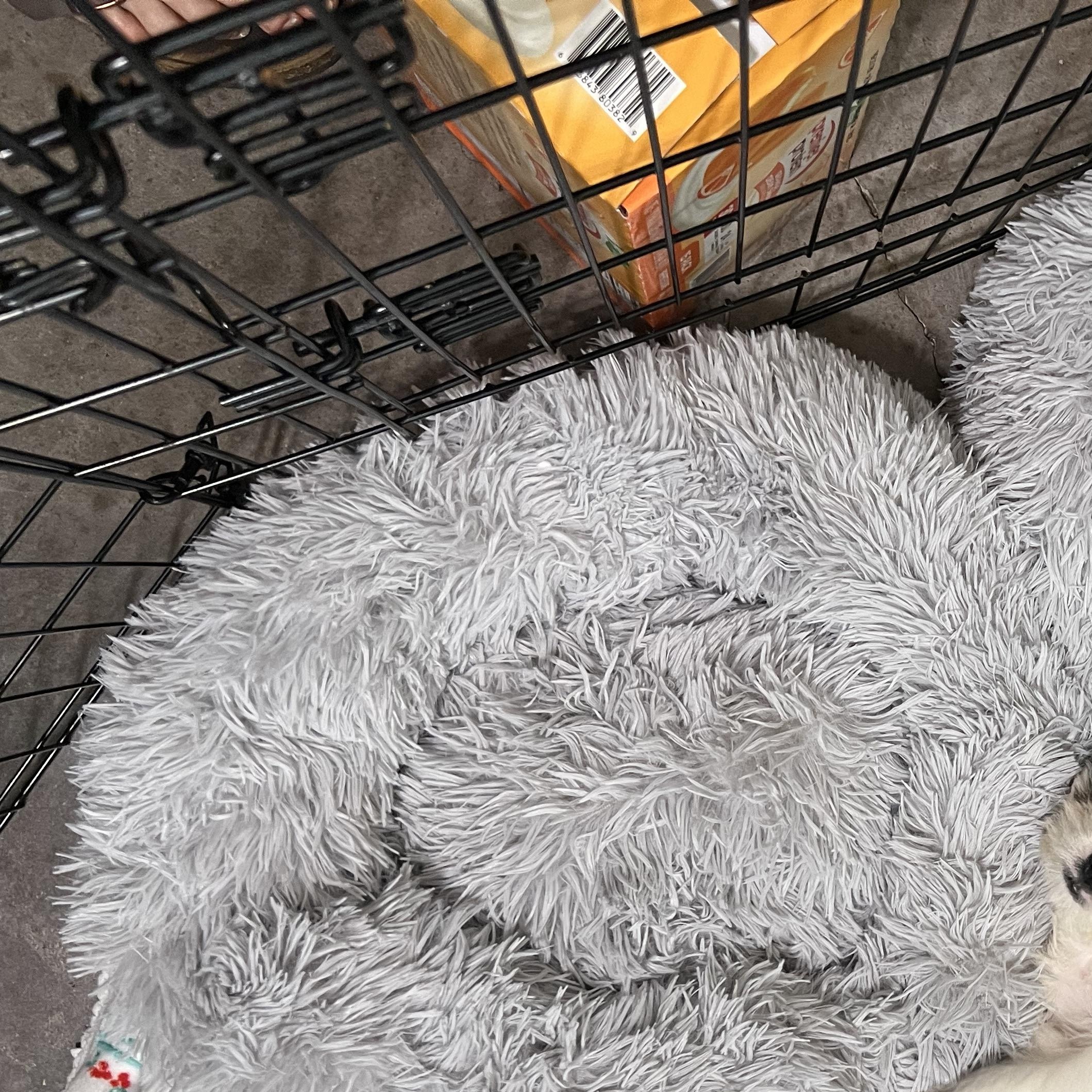 Enlarge Hattie, an adopted mixed breed in Pflugerville, TX image 6/6
