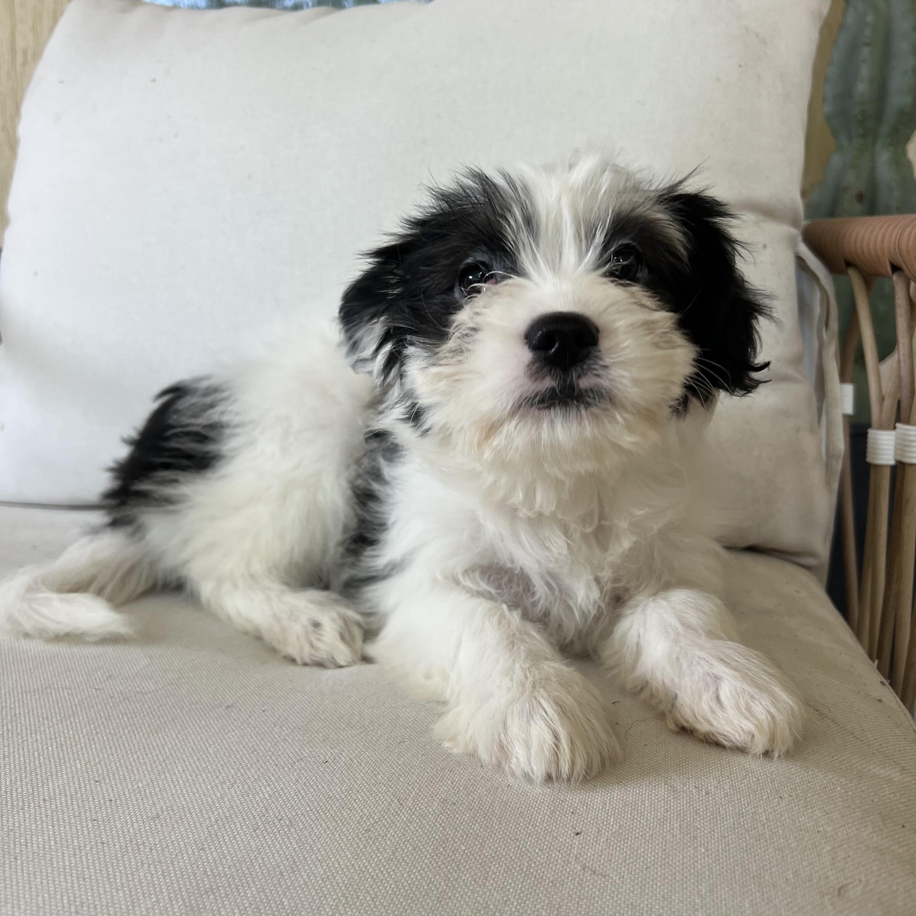 Enlarge Hattie, an adopted mixed breed in Pflugerville, TX image 1/6