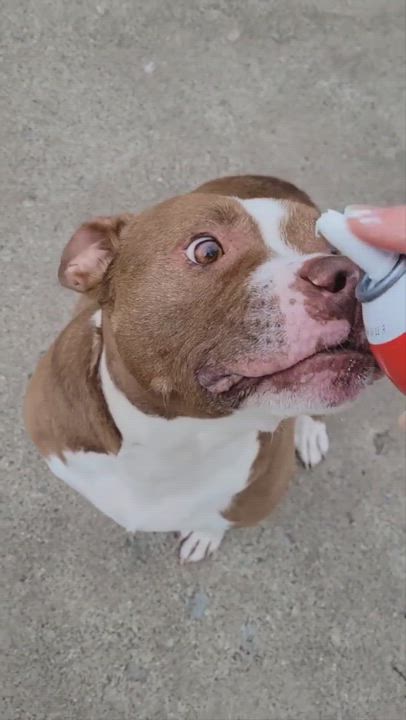 Enlarge Coco, a Adopted Pit Bull Terrier in Southgate, MI video 5/9