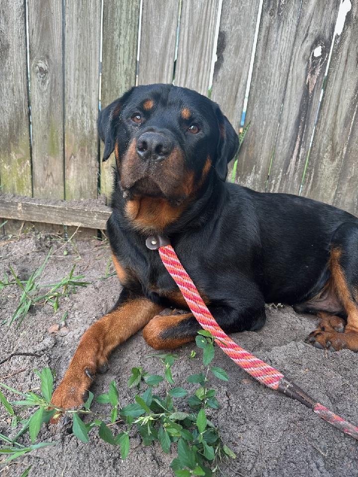 CHEVY, Adopted, Young Male Rottweiler.
