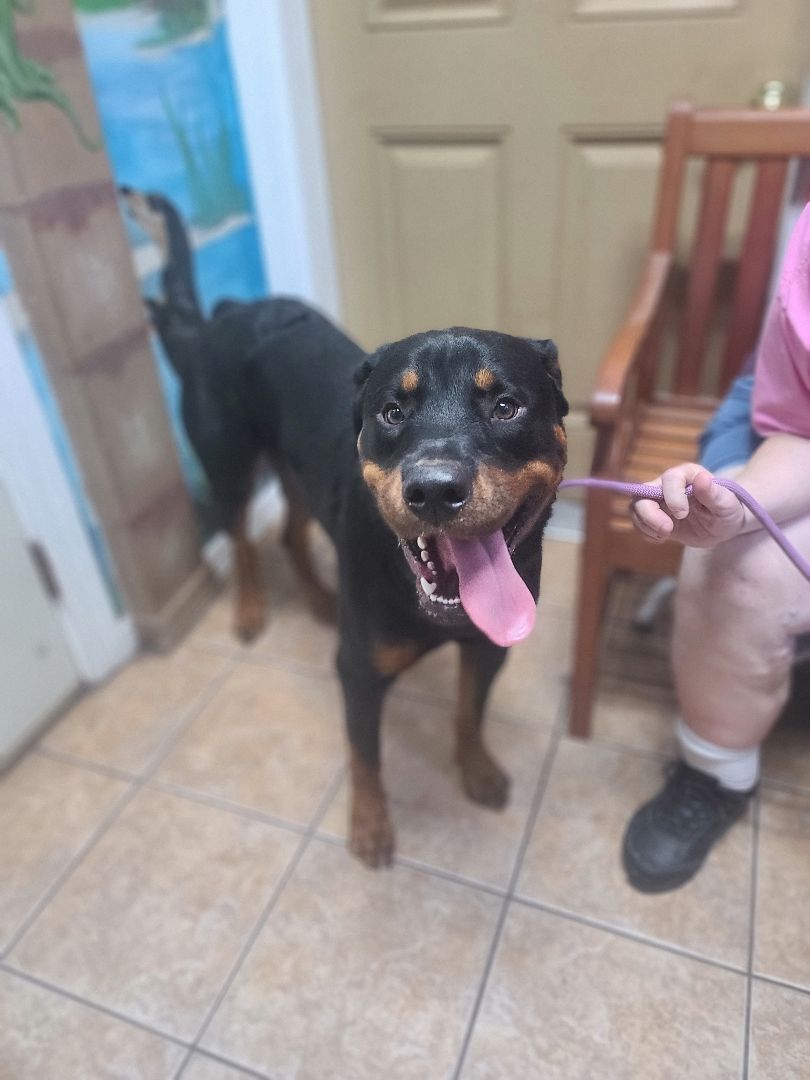 Enlarge CHEVY, a Adopted Rottweiler in ocala, FL image 2/8