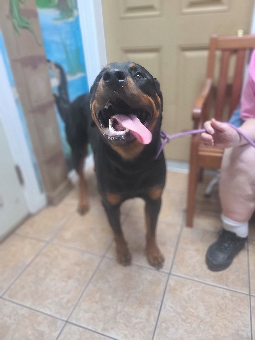 Enlarge CHEVY, a Adopted Rottweiler in ocala, FL image 3/8