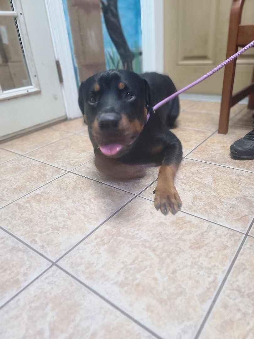 Enlarge CHEVY, a Adopted Rottweiler in ocala, FL image 4/8