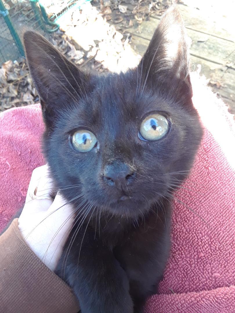 Enlarge Ozzy Pawsbourne, an adopted Domestic Short Hair in Millerton, PA image 2/6