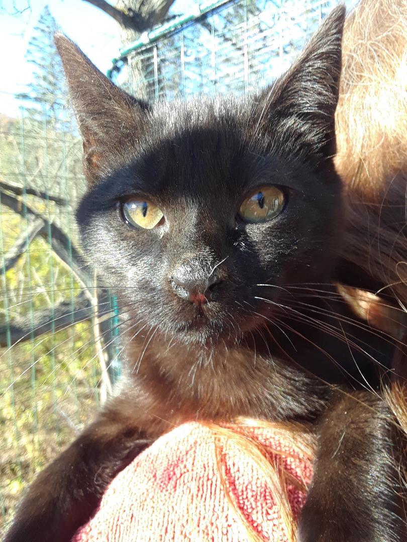 Enlarge Ozzy Pawsbourne, an adopted Domestic Short Hair in Millerton, PA image 3/6