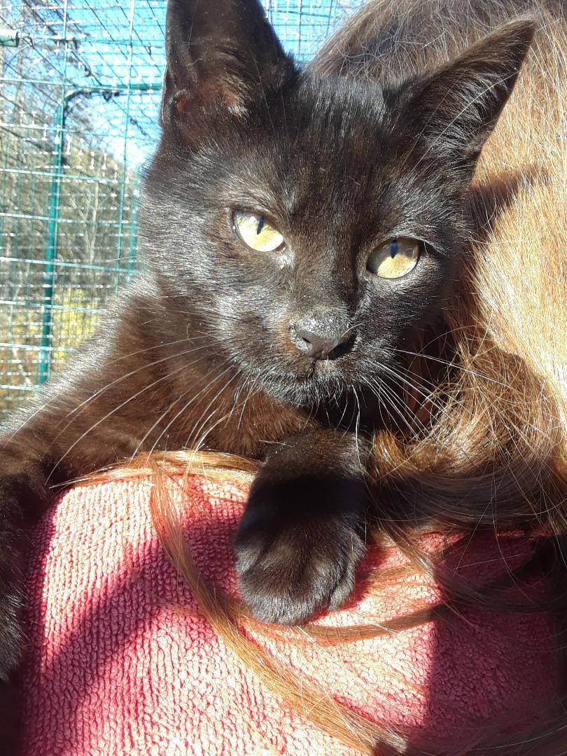 Enlarge Ozzy Pawsbourne, an adopted Domestic Short Hair in Millerton, PA image 4/6