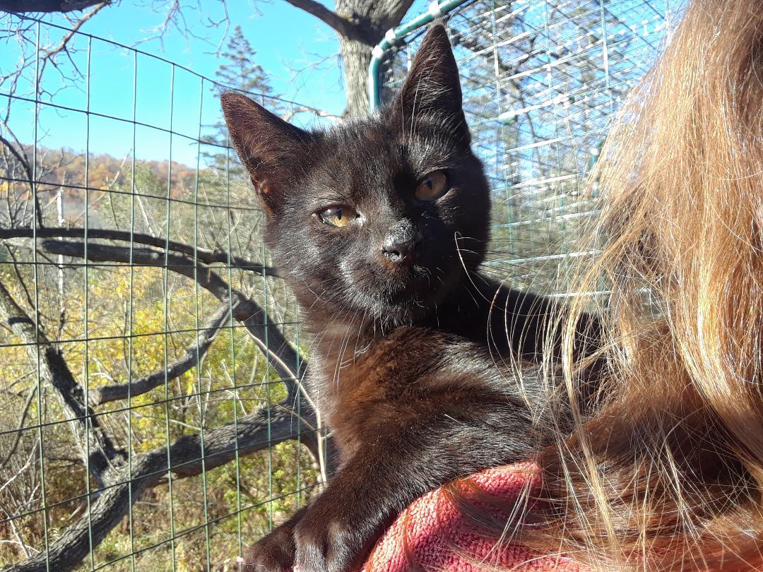 Enlarge Ozzy Pawsbourne, an adopted Domestic Short Hair in Millerton, PA image 5/6