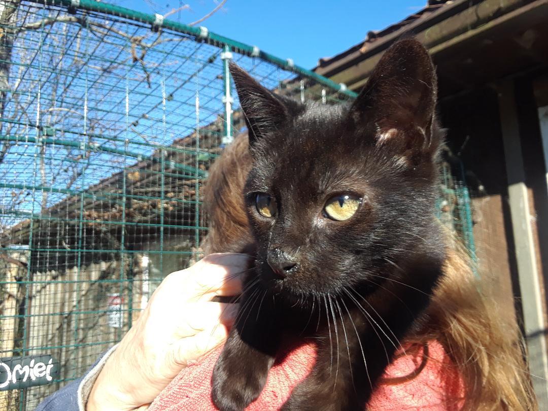 Enlarge Ozzy Pawsbourne, an adopted Domestic Short Hair in Millerton, PA image 6/6
