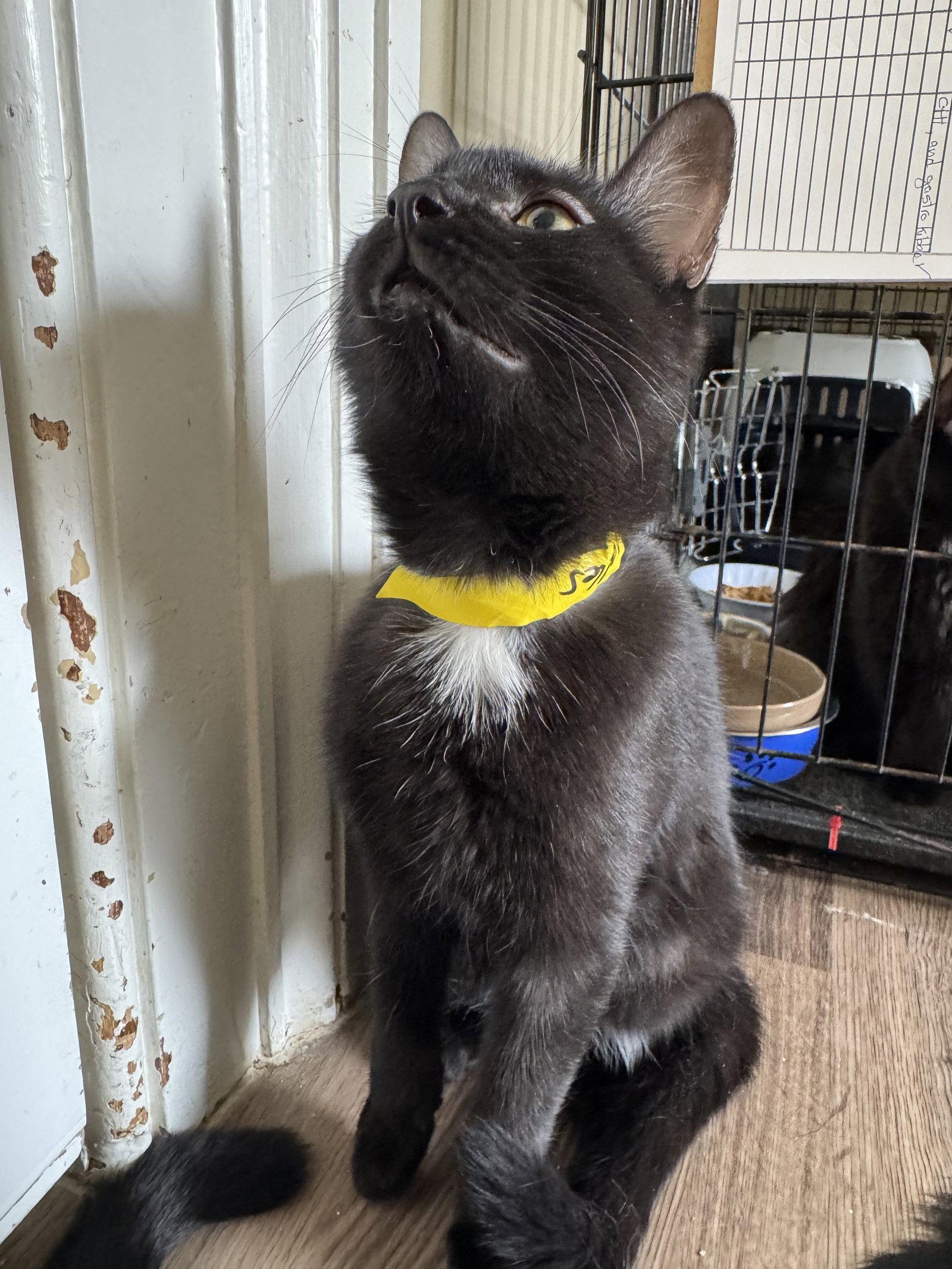 Noodles, a Adopted Domestic Short Hair in Markham, ON image 1/3