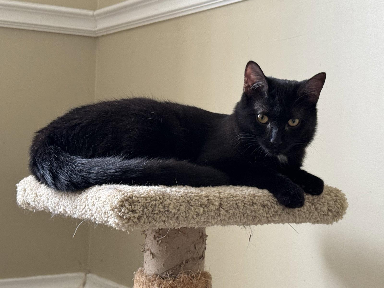Noodles, a Adopted Domestic Short Hair in Markham, ON image 2/3