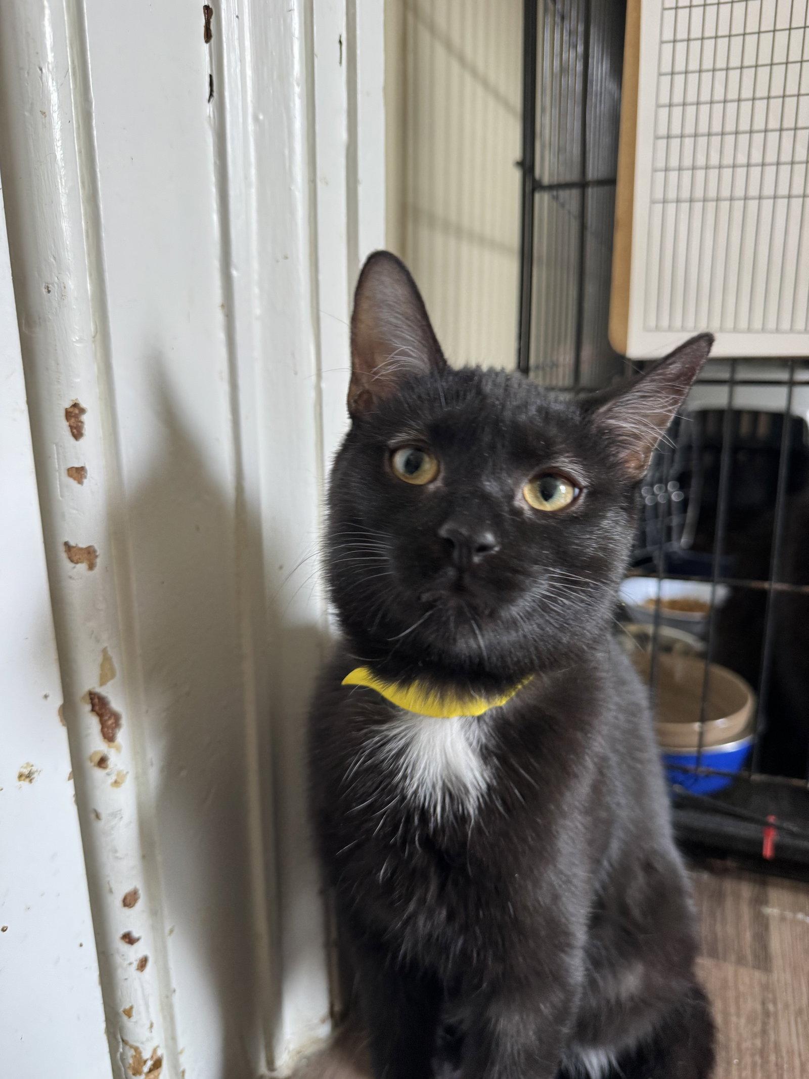 Noodles, a Adopted Domestic Short Hair in Markham, ON image 3/3