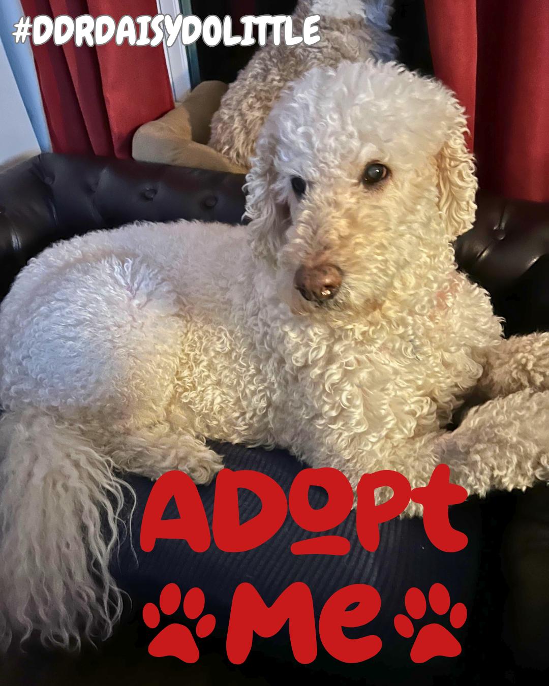 Daisy Dolittle thumbnail 4