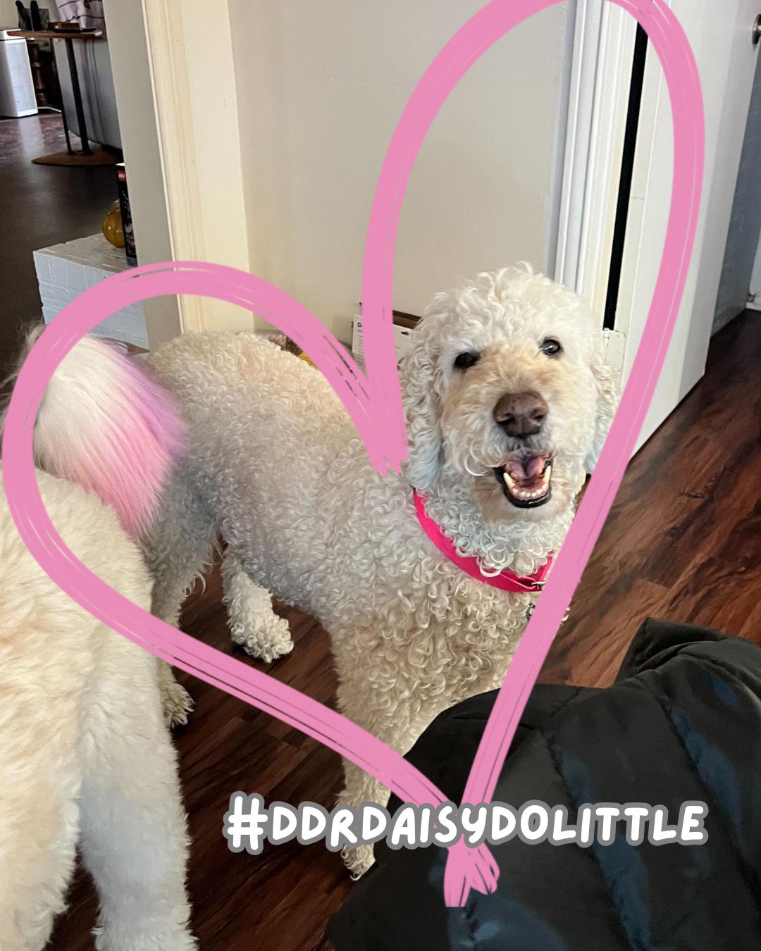 Daisy Dolittle thumbnail 5