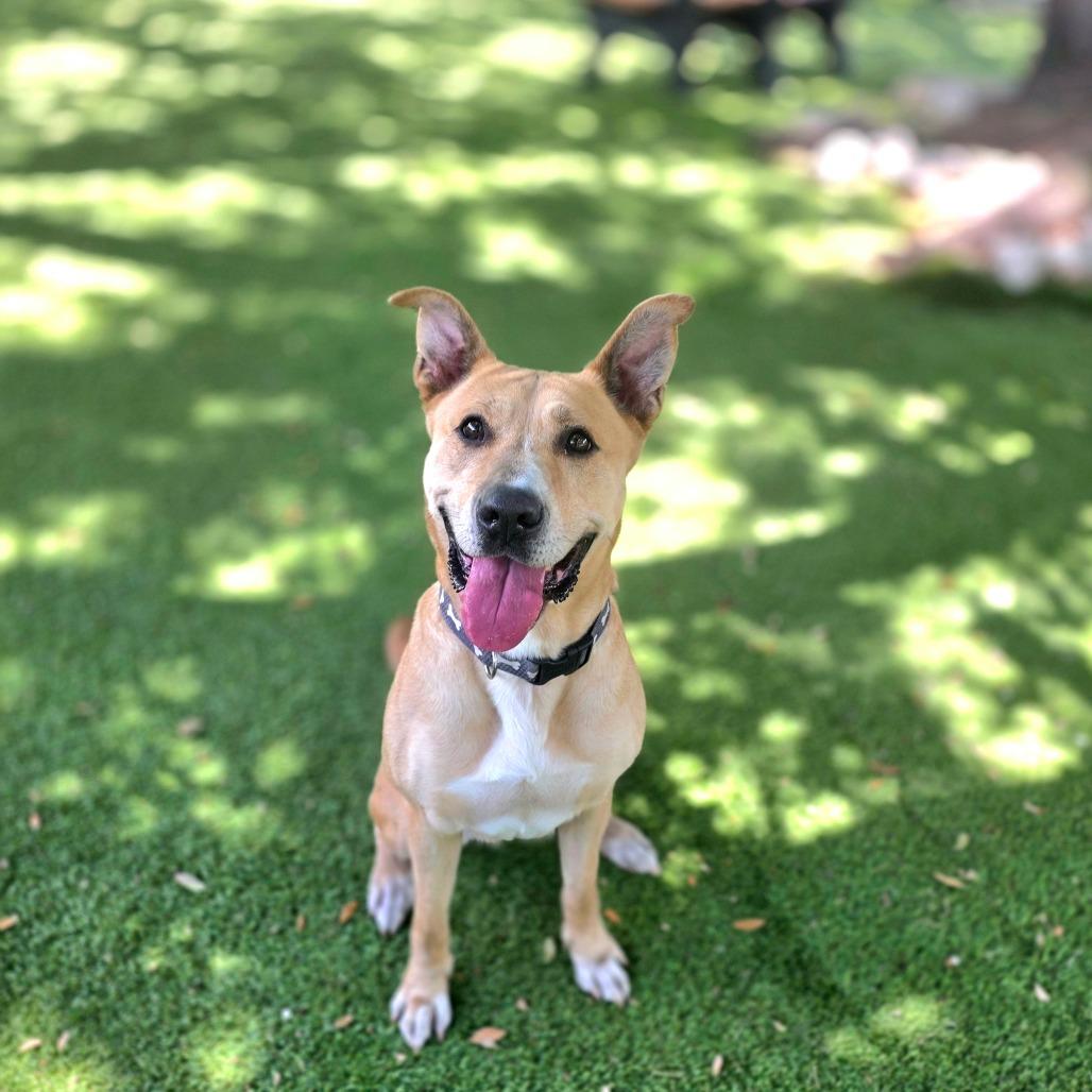 Dixie, Adoptable, Adult Female Retriever & Mixed Breed.