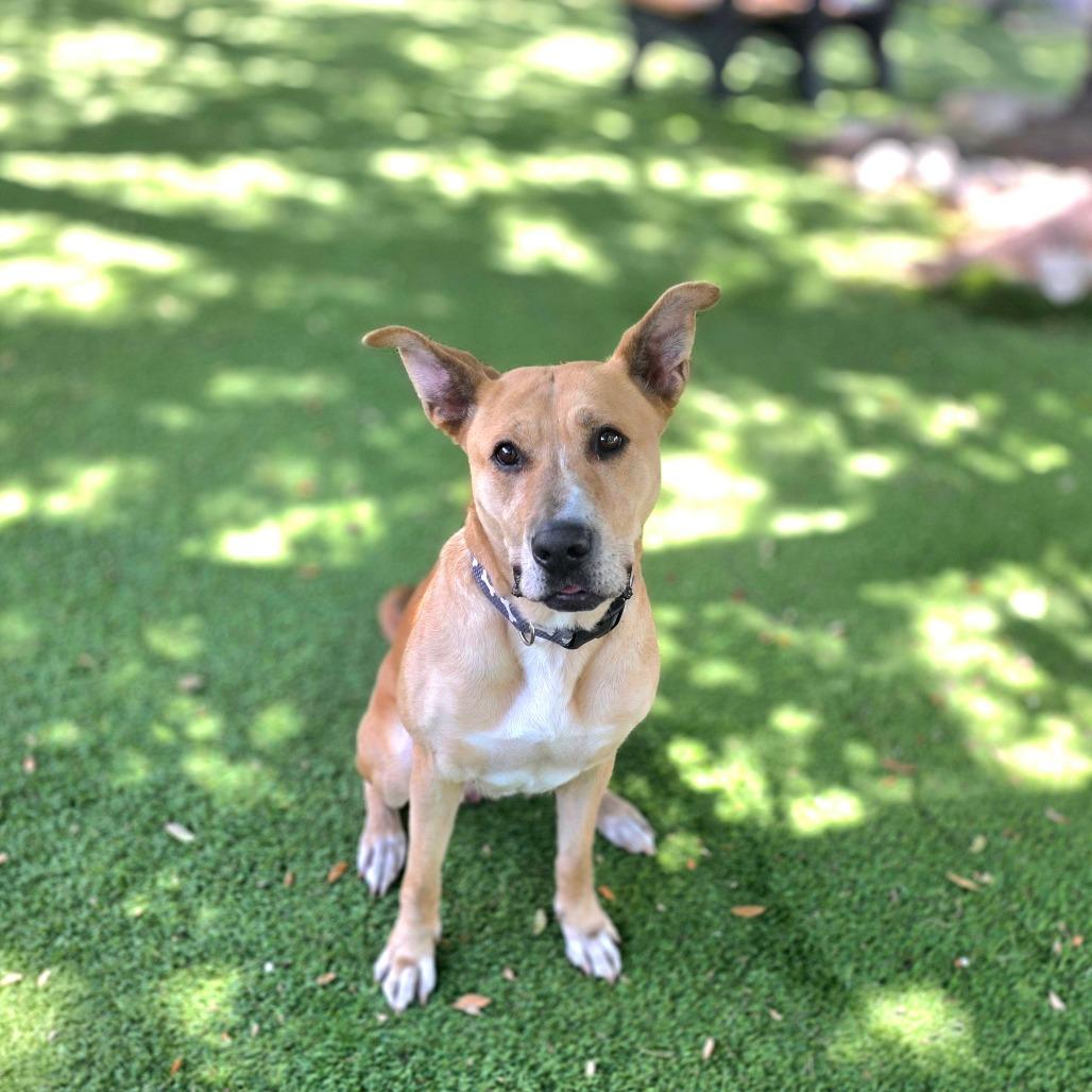 Enlarge Dixie, a Adoptable mixed breed in Port Charlotte, FL image 2/6