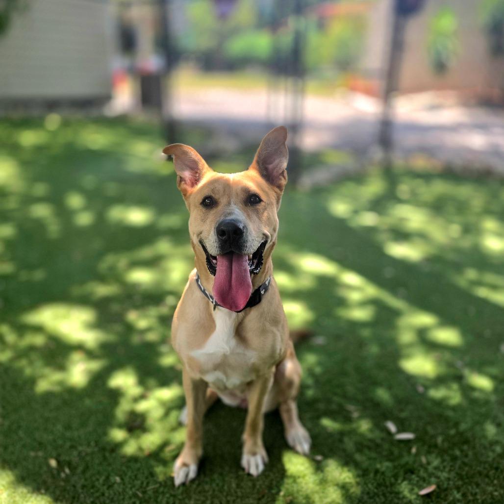 Enlarge Dixie, a Adoptable mixed breed in Port Charlotte, FL image 3/6