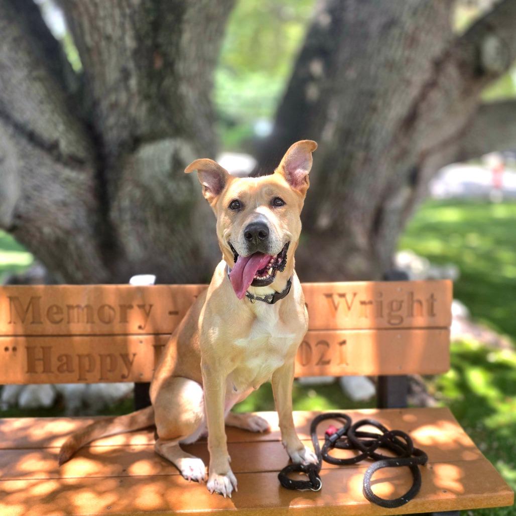 Enlarge Dixie, a Adoptable mixed breed in Port Charlotte, FL image 4/6