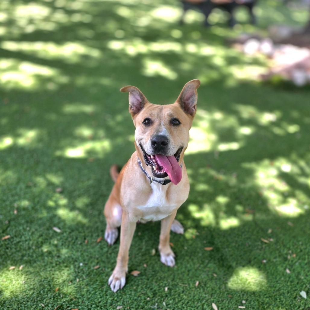 Enlarge Dixie, a Adoptable mixed breed in Port Charlotte, FL image 5/6