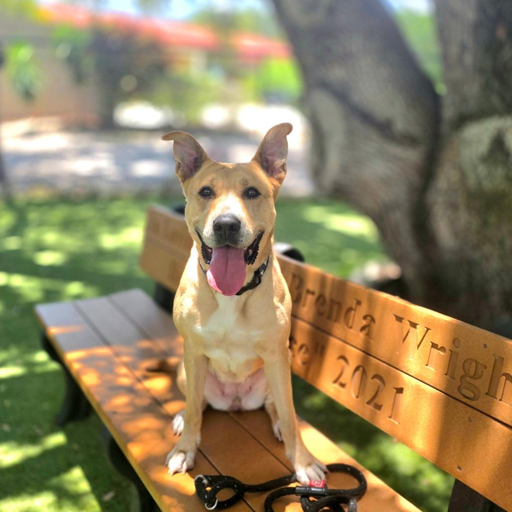Enlarge Dixie, a Adoptable mixed breed in Port Charlotte, FL image 6/6