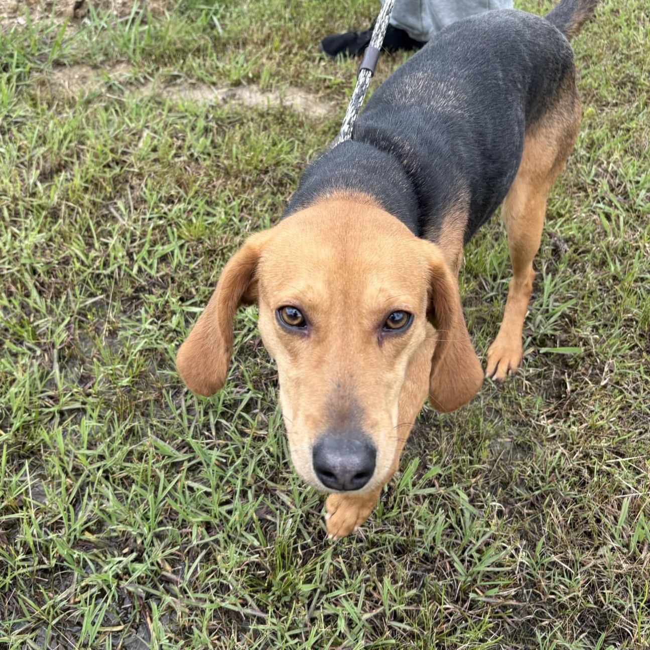 Hunter, a Adoptable Hound in Elberon, VA image 1/4