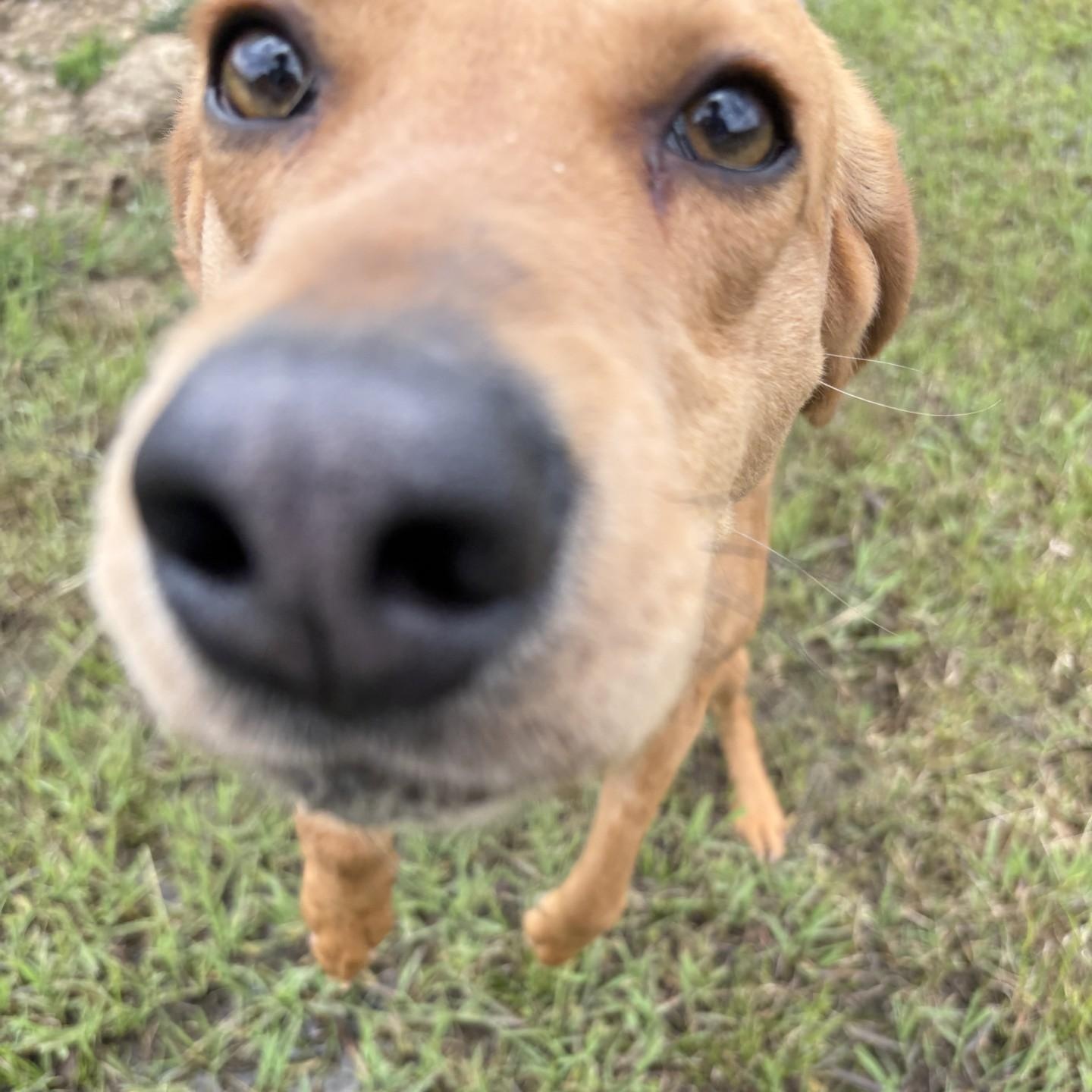 Hunter, a Adoptable Hound in Elberon, VA image 2/4