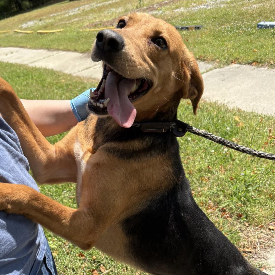 Hunter, a Adoptable Hound in Elberon, VA image 3/4