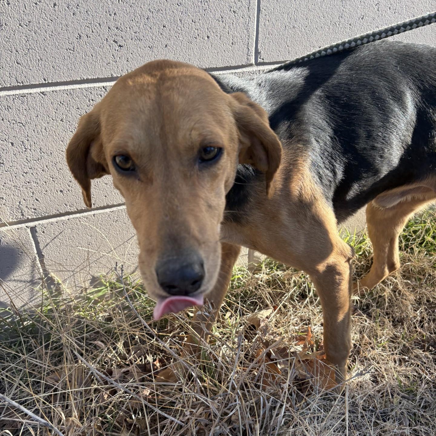 Hunter, a Adoptable Hound in Elberon, VA image 4/4