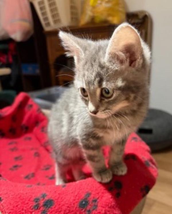 Velka, Adoptable, Kitten Female Domestic Short Hair.