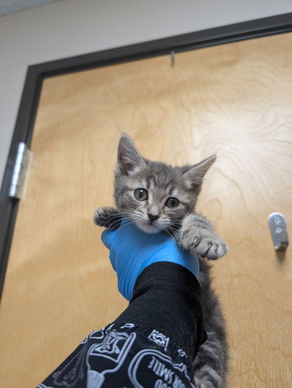 Enlarge Velka, a Adoptable mixed breed in Sherwood, OR image 3/4