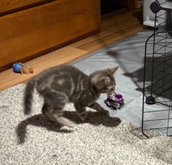 Enlarge Velka, a Adoptable mixed breed in Sherwood, OR image 4/4