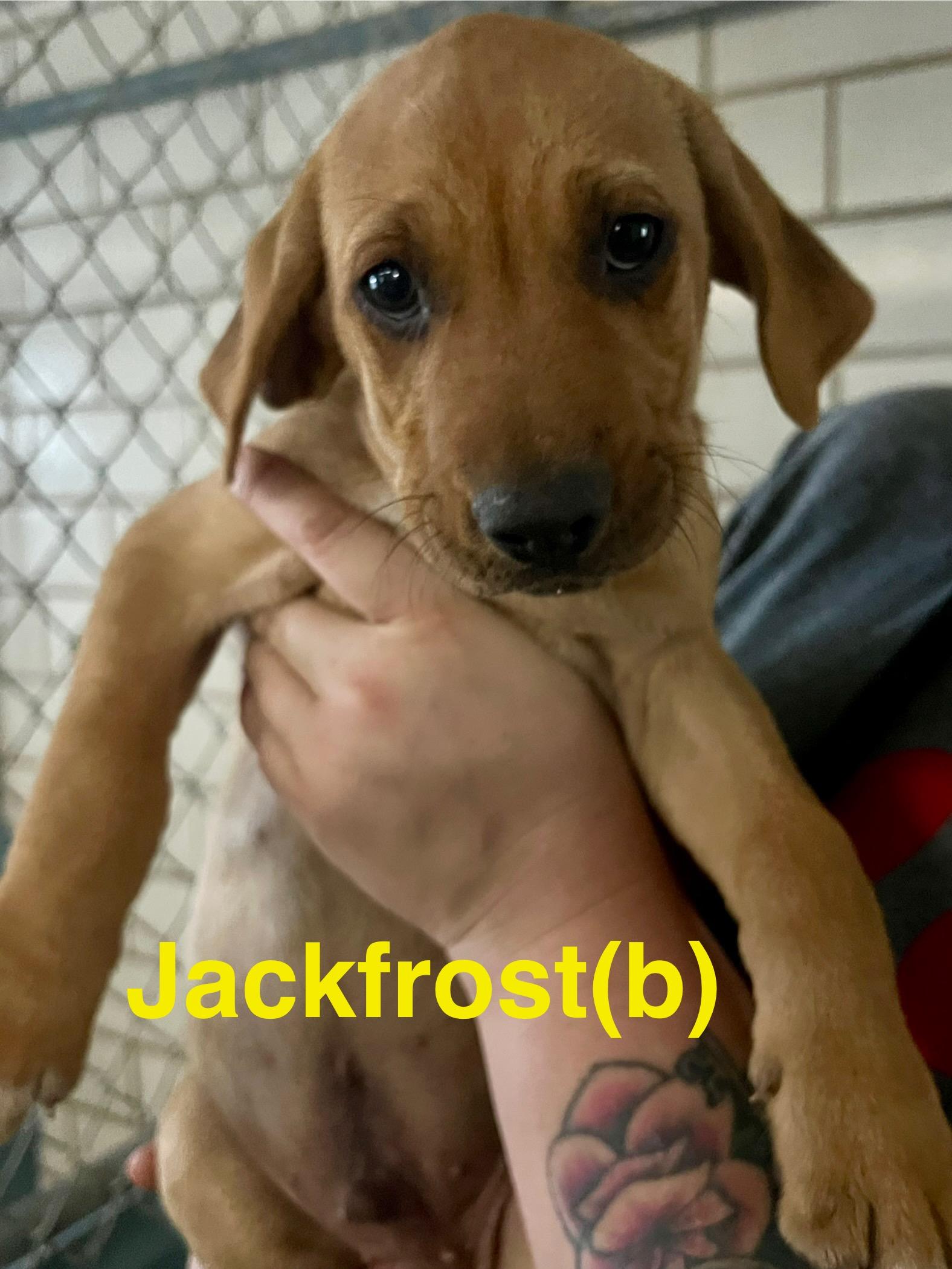 Jackfrost, ADOPTABLE, Puppy Male Labrador Retriever & Hound.