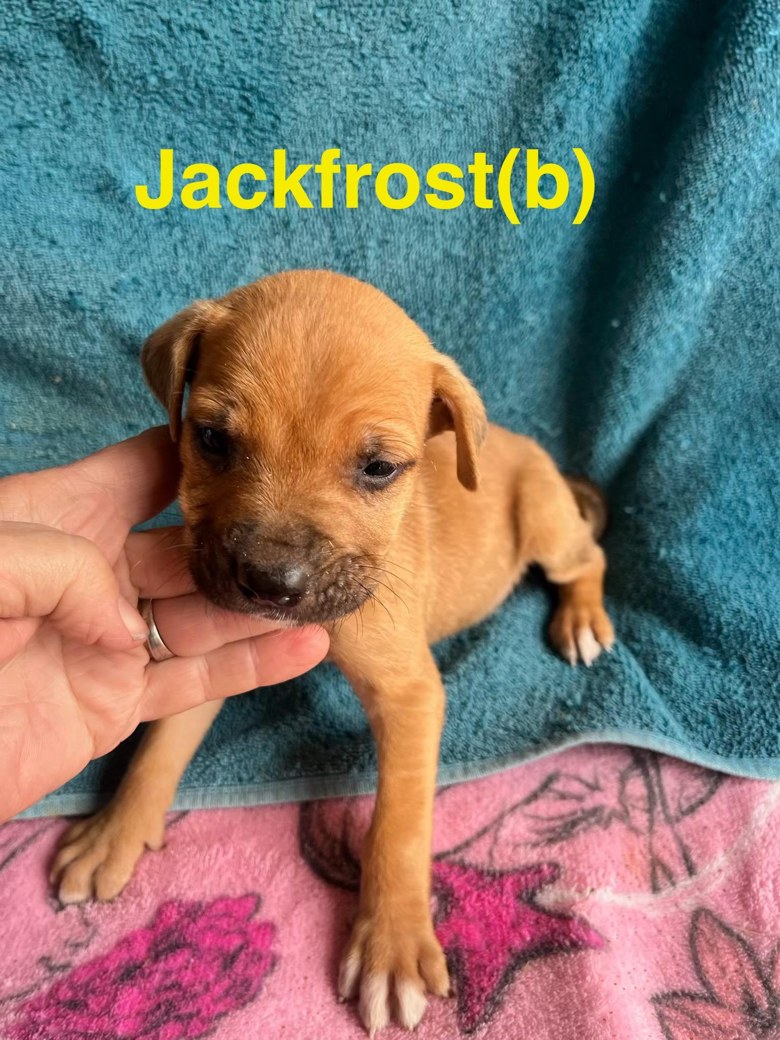 Enlarge Jackfrost, a ADOPTABLE mixed breed in Whiting, NJ image 1/1
