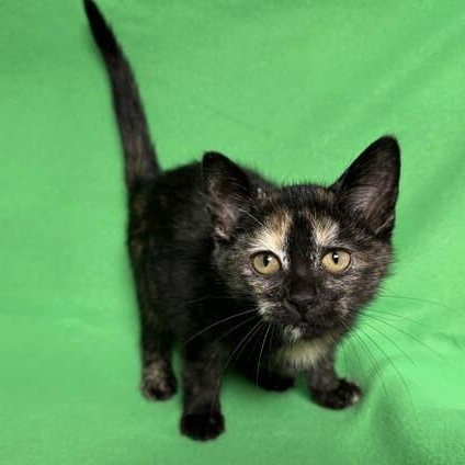 Ruth, adopted, Kitten Female Domestic Long Hair.