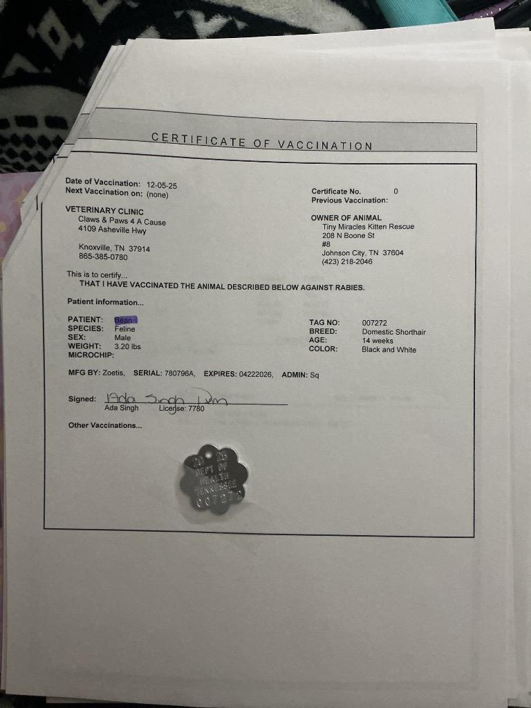 Enlarge Bean, a Adoptable mixed breed in Johnson City, TN image 1/5