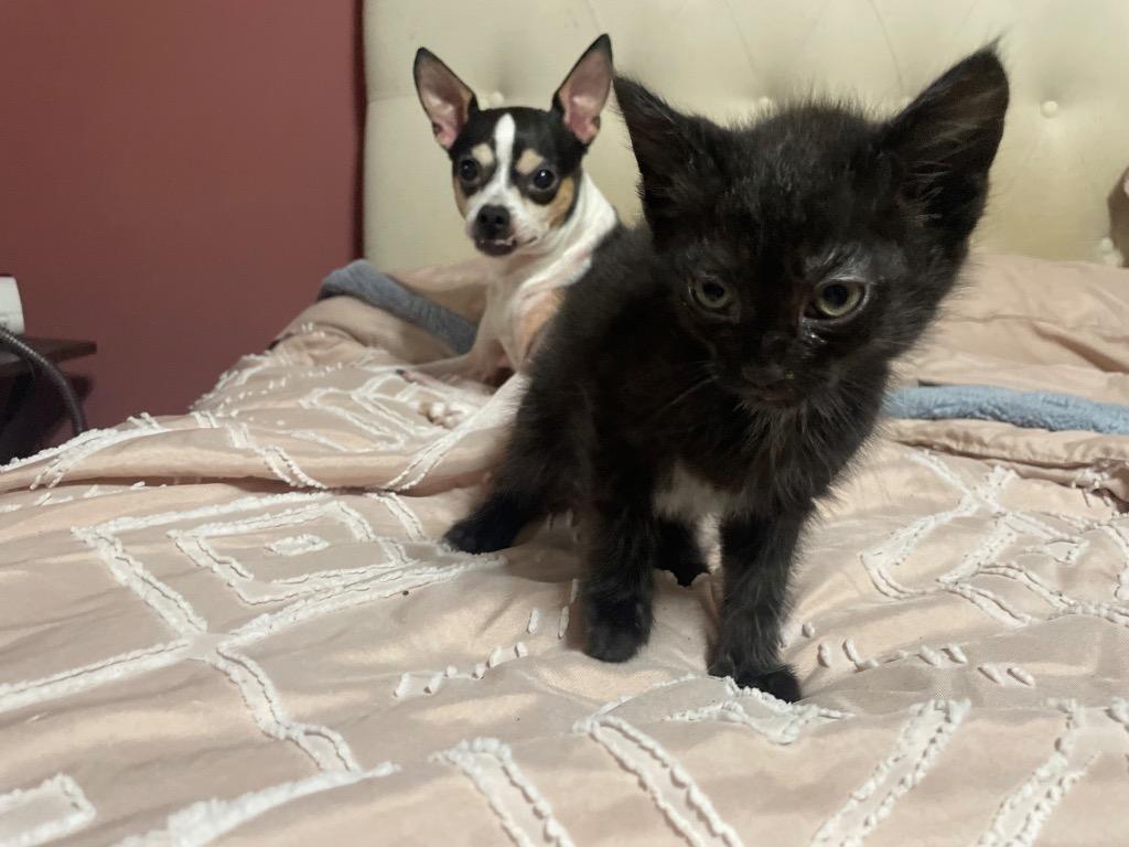 Enlarge Bean, a Adoptable mixed breed in Johnson City, TN image 2/5