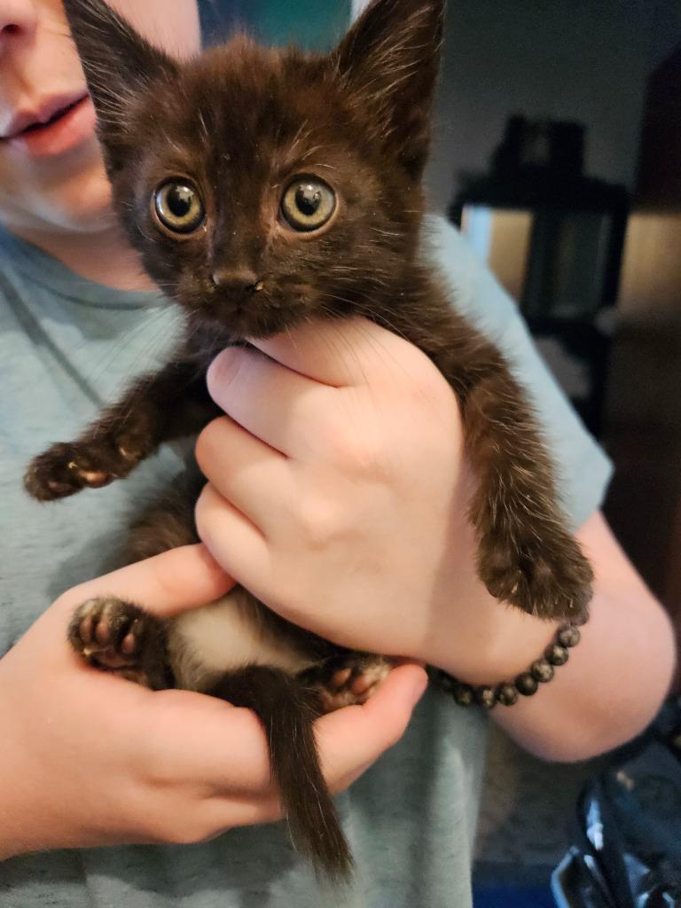 Enlarge Bean, a Adoptable mixed breed in Johnson City, TN image 3/5