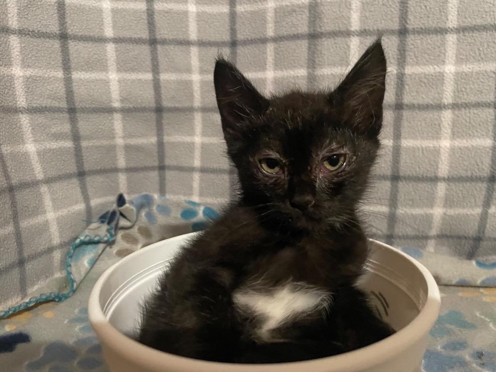 Enlarge Bean, a Adoptable mixed breed in Johnson City, TN image 4/5