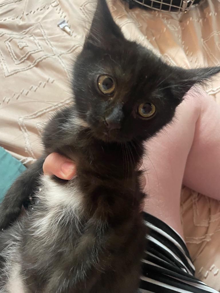 Enlarge Bean, a Adoptable mixed breed in Johnson City, TN image 5/5