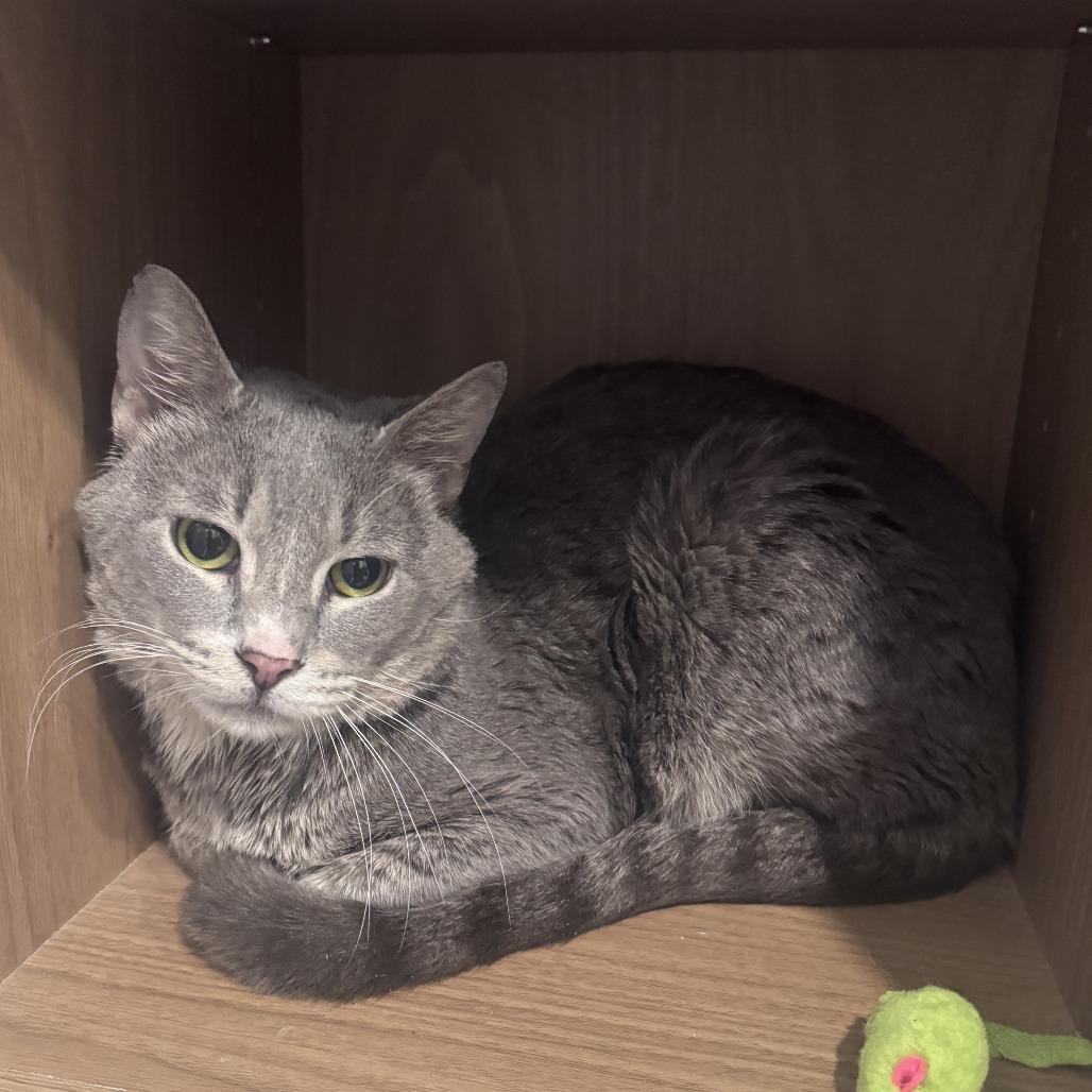 Popeye's, Adoptable, Adult Male Domestic Short Hair.